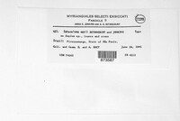 Sphaceloma sapii image